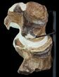 Two Fossil Plesiosaur Vertebrae With Metal Stand - Goulmima, Morocco #89864-4